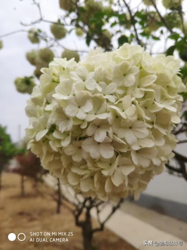 初夏花花世界之白色系的花