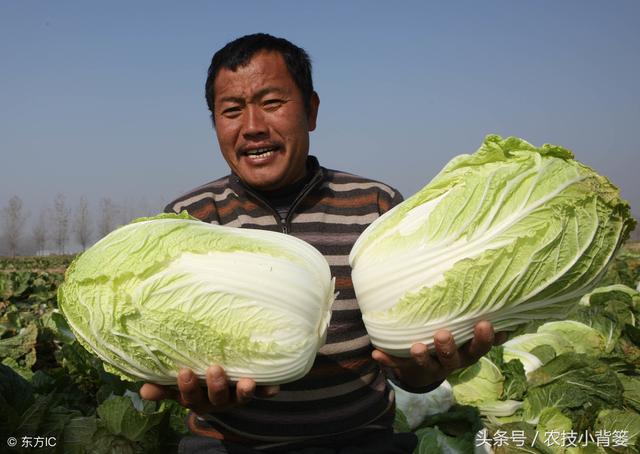 手把手教你种出优质高产的大白菜！