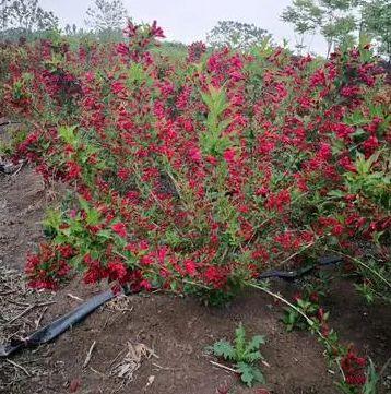 你的家乡有这种植物吗，养殖方法了解一下