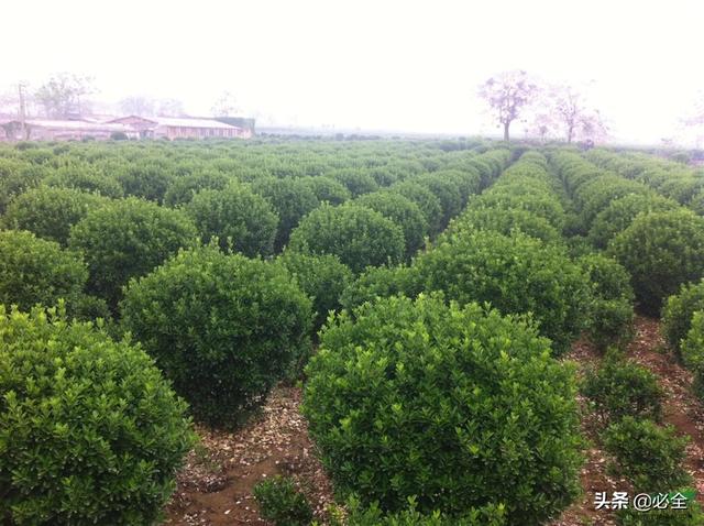 种植什么苗木好卖钱？