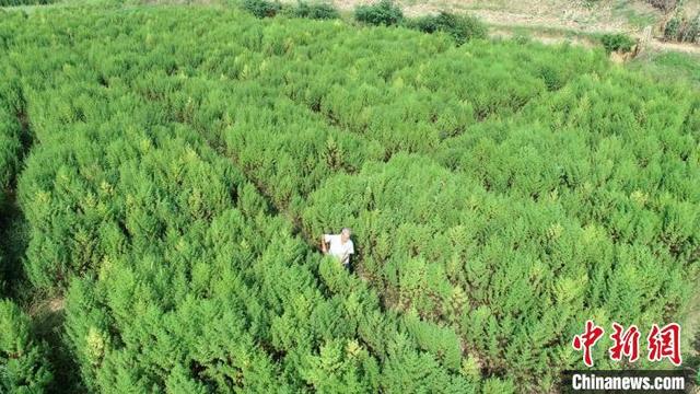 青蒿易种“钱景”好 成湖南双峰农民脱贫“致富草”