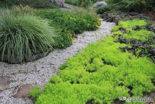 超漂亮的地被植物——佛甲草，春夏花园怎么能少得了它呢