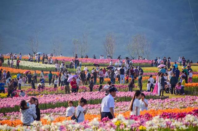 超期待丨郁金香高地几十万株百合花即将惊艳绽放