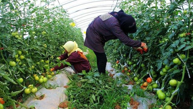 西红柿最佳种植时间