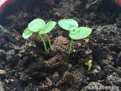 阳台种百香果，一个小窍门，用节枝条就能种，果子结的特别多