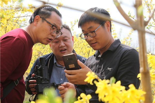 灵宝：返乡大学生种连翘 直播带货走出新的致富路