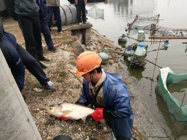 无锡正宗甘露青鱼上市了！昨天，第一网青鱼开捕 量价齐增