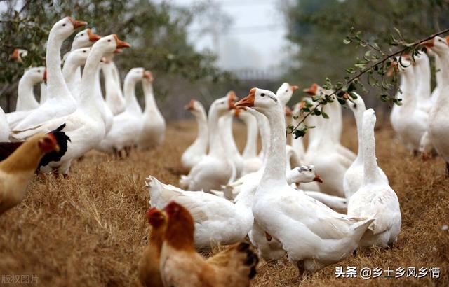 同学在果园养鹅，水果增产鹅又肥又壮价钱也翻倍，真是一举两得