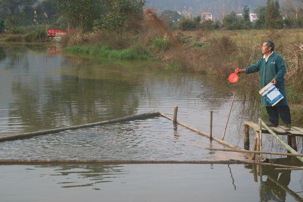 浙江省淡水水产研究所疫情防控期间技术指导手册七——黄颡鱼池塘养殖技术