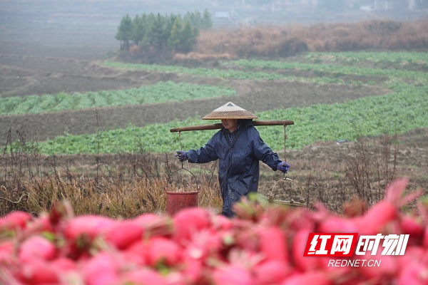 新春走基层丨湖南新田：红皮萝卜种出红火日子