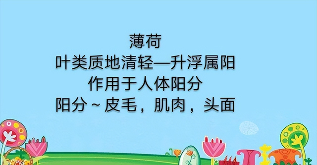 学习一味中药——薄荷，气味辛凉，功专入肝与肺