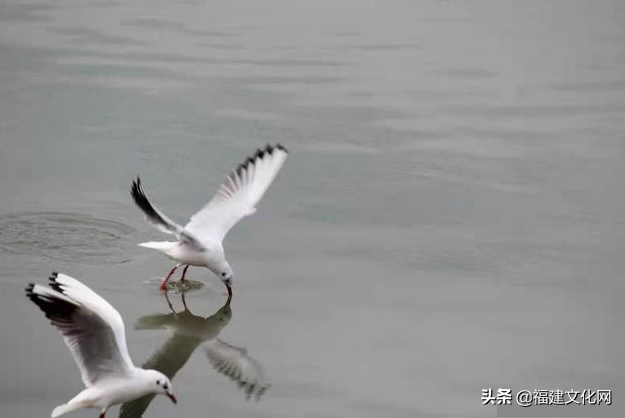 “秀才和兵”的七星鲈鱼淡养成功之路