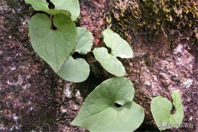 细辛的种植栽培技术，你可有了解，看看这里吧