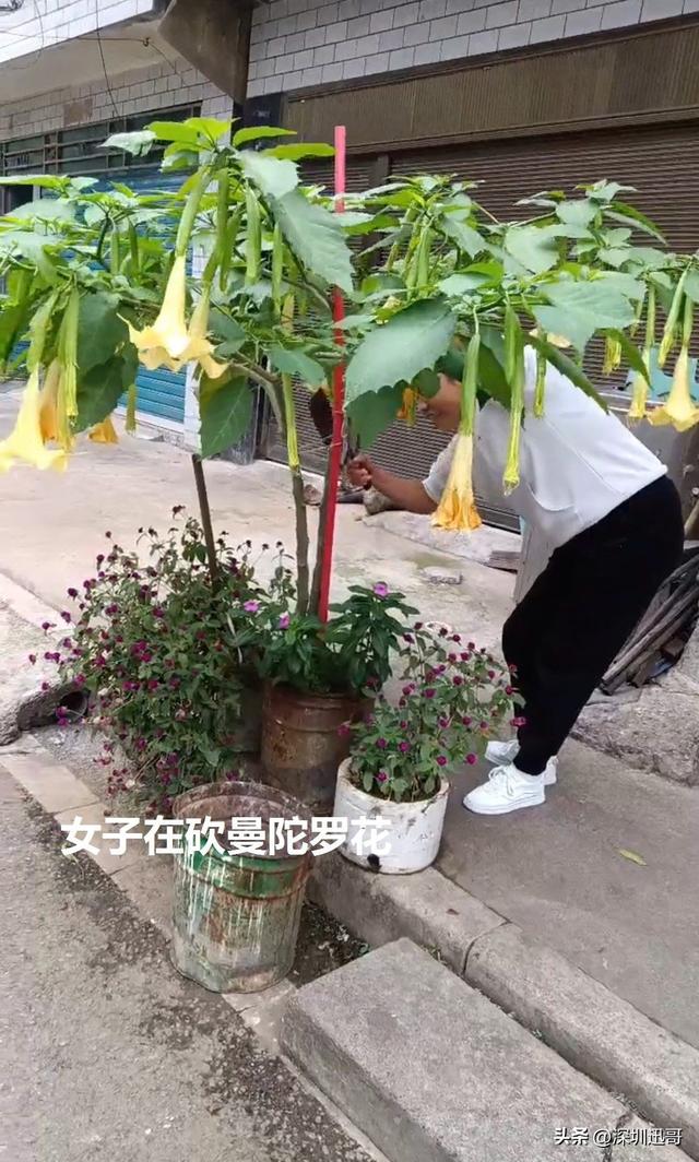 贵州：女子晒花被举报，得知花名，网友：夹竹桃为什么可以种？