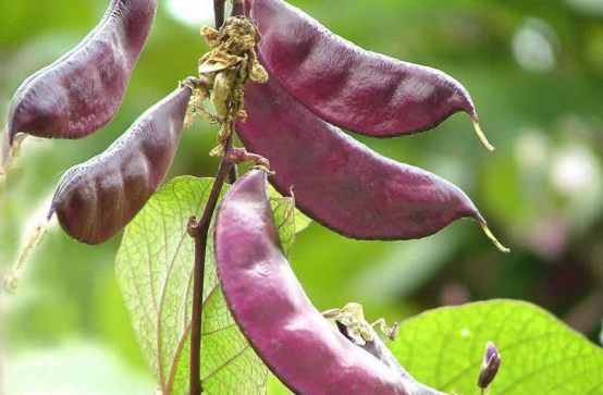 掌握好种植要点，就算是普通的扁豆，也能种出高效益来