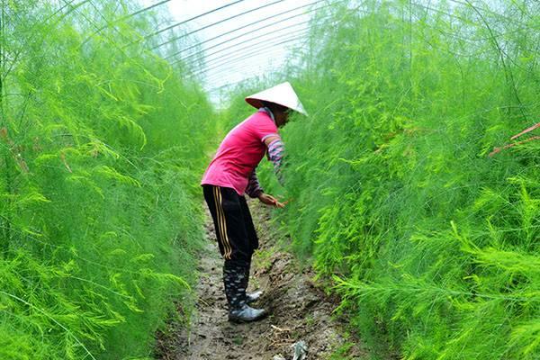 手把手教你种芦笋，学会这8个妙招，保你今年大丰收