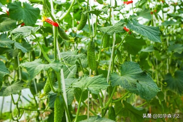 9月种菜：适合南北方9月份种植的蔬菜，长得又快又好