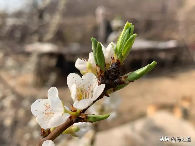 这20种传统果木树，成为北方城市园林新宠，常吃果但未必见其花