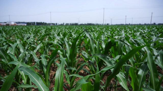 仅用三天！全省首笔40万元“粮食种植贷”德州武城落地