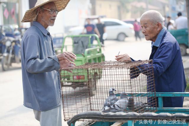 酷暑农村大集21张图，山东细狗500元一只，小女孩卖可爱的小猫