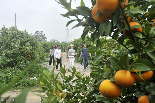 沃柑种植，高温天气管理上要注意哪些方面？