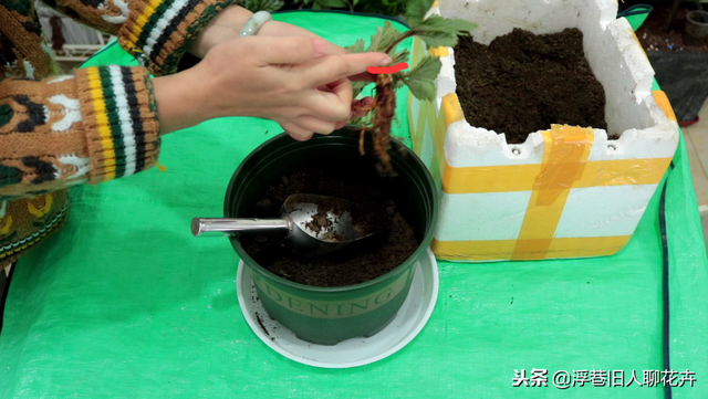 家庭盆栽草莓的种植方法，缓苗很重要，你也能吃上自己种的草莓