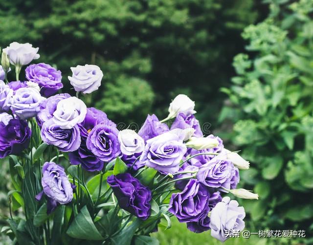 “辣手摧花”才能养好这20种花，越掐越旺，花开得好邻居们都羡慕