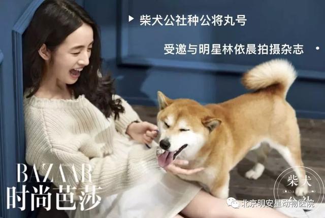 狗界小戏精—柴犬