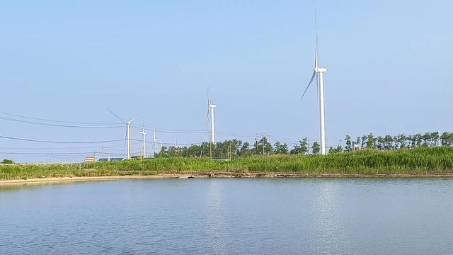 盐城金洋“苏海红”海蜇苗种独占全国鳌头