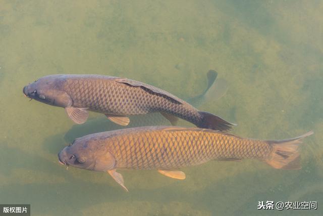 鳙鱼是淡水鱼种类，鳙鱼在养殖过程中应该怎样做呢？