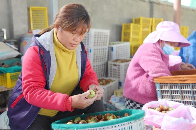 新疆和田：火红大枣满枝头 硕果累累庆丰收