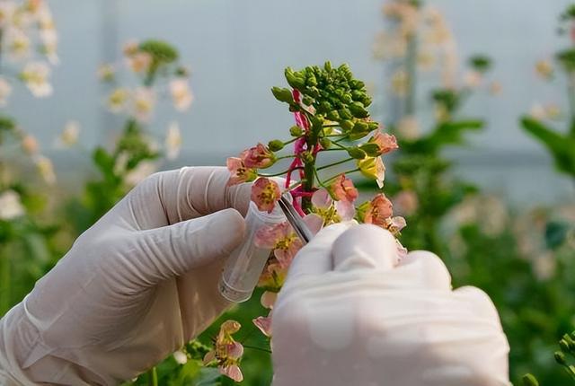 生物技术改变了食品行业，合成肉和植物肉的发展前景如何？