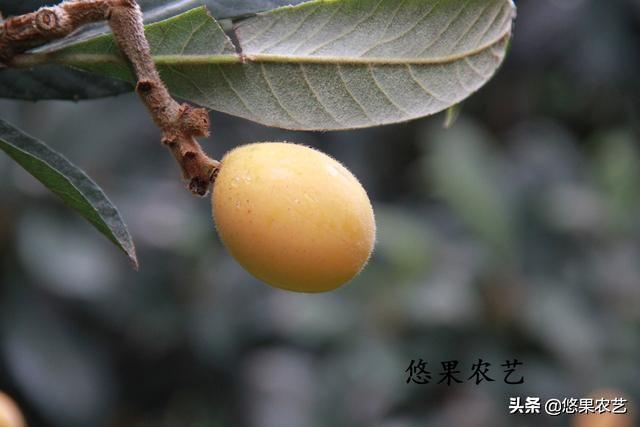 2019年浙江大棚枇杷种植又受伤了，大棚枇杷种植难在何处？