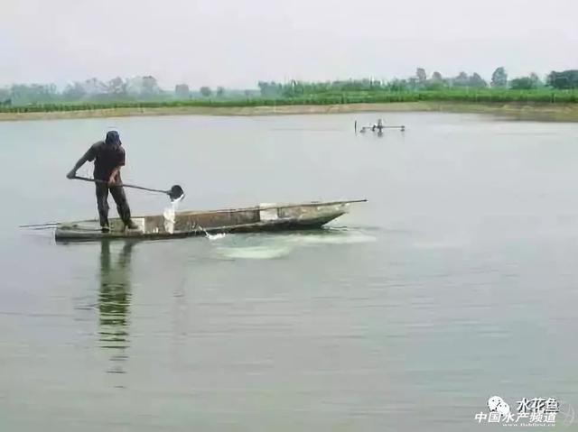 早春“鱼瘟”爆发难治，生石灰试一下！