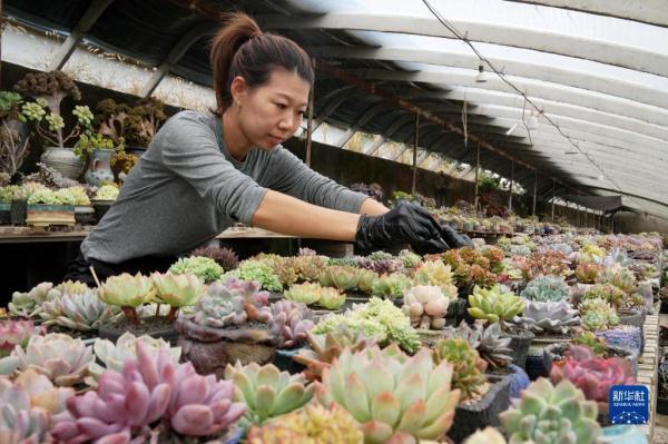 河北秦皇岛：特色观赏植物种植助农增收