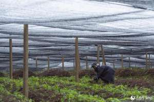 南京白芨种植基地(车间建在家门口 挣钱不用往外走)