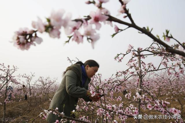 植物生长调节剂＝激素？其功能作用、药害症状及补救方法有哪些？