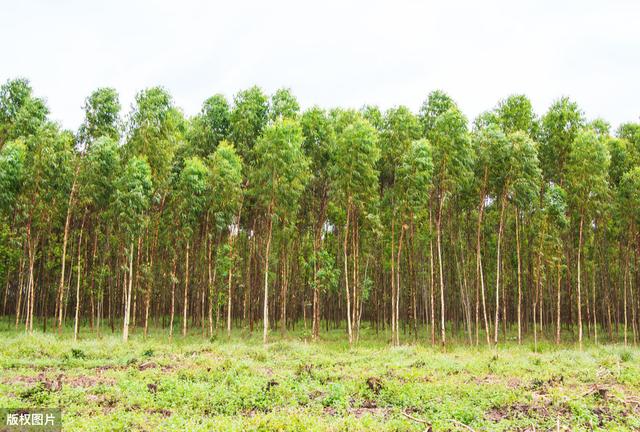 速生桉树高效种植管理技术，做好病虫害防治，确保桉树的经济效益