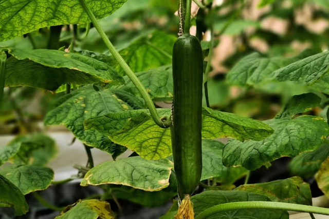 种植瓜果蔬菜，学会中微量元素肥的使用，避免缺素黄叶