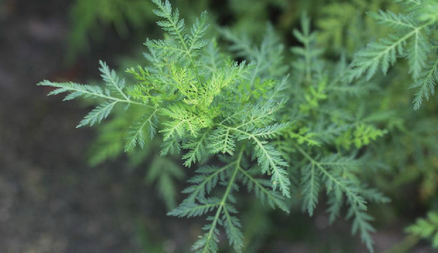 农村这种植物，挽救400万年的生命，在民间还有4个常见的用途