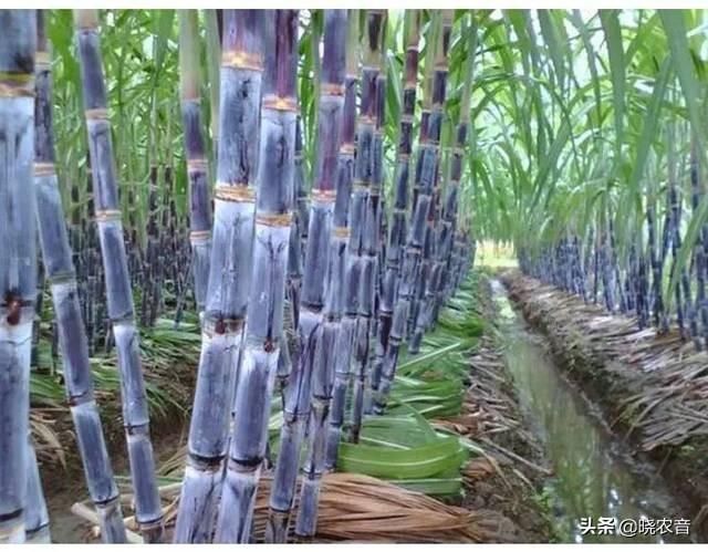 甘蔗产地在哪里？甘蔗什么时候种植好？