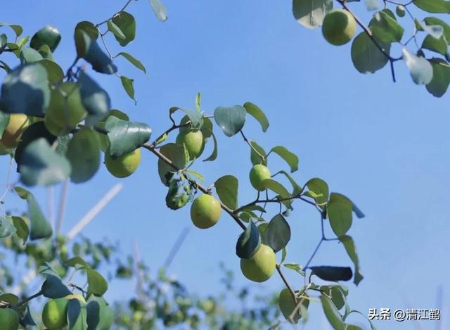 3月梨园梨树农事有哪些？花芽分化是关键，5个措施不可或缺