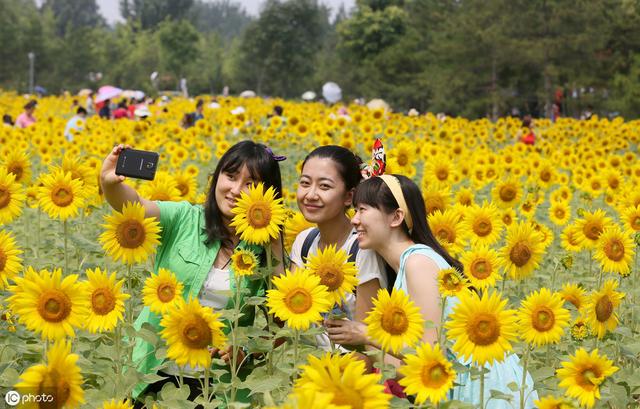 向日葵如何进行种植管理？有什么好方法提高产量？看完你就懂了