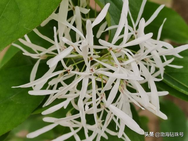 初夏花花世界之白色系的花