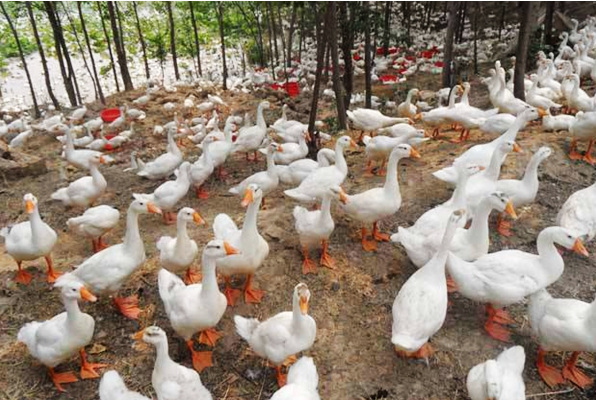 养殖人注意了！鸭鹅喜食的10种野生饲料，生态绿色，低成本养殖