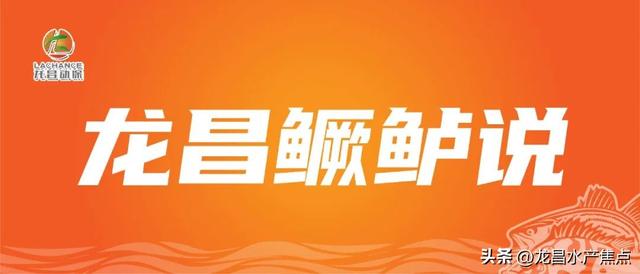 粗心养、难富鳜！饲料鳜放苗季，放苗和驯化需注意哪些细节？