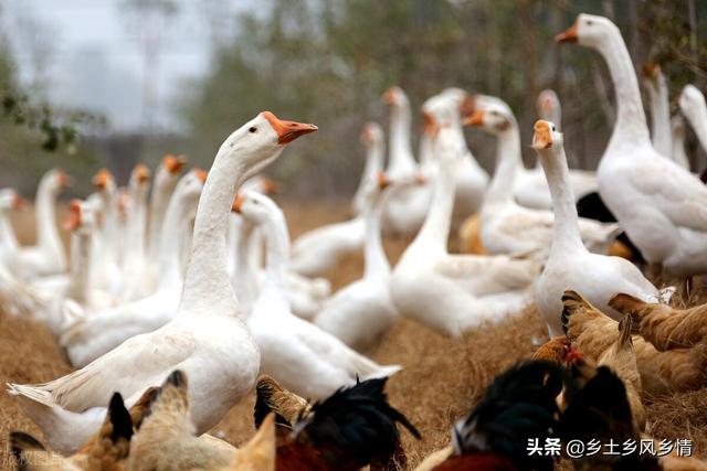 同学在果园养鹅，水果增产鹅又肥又壮价钱也翻倍，真是一举两得