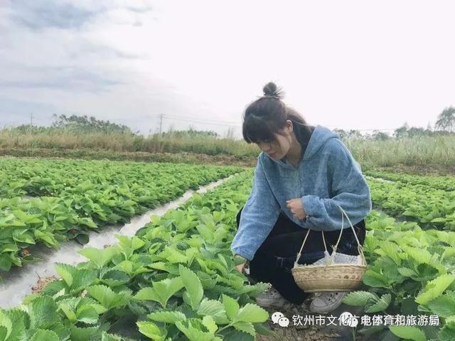 北部湾花卉小镇的草莓熟啦！“冬天的第一颗草莓”你吃了嘛？