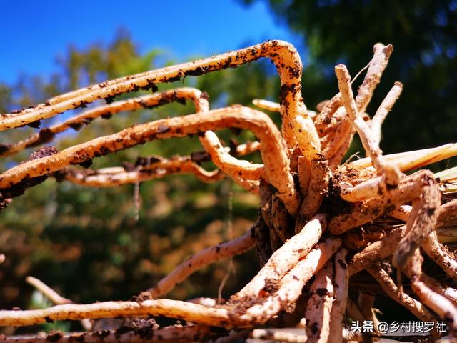 野生兰花的根都不深，可为什么种植都用深盆？这么说就明白了