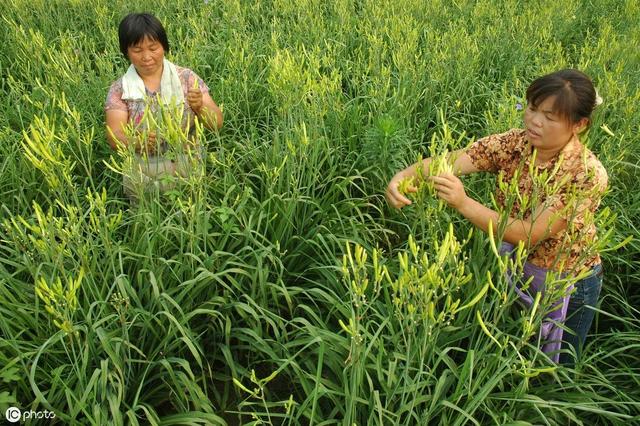 种植技术：黄花菜种植有技巧？这几点种植要点望记牢